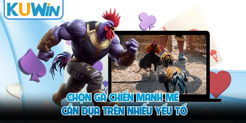 Chọn gà chiến mạnh mẽ cần dựa trên nhiều yếu tố
